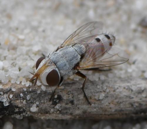 Craticulina sp.